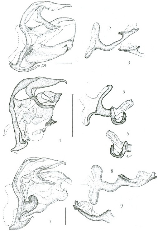 13 Natada fusca lectotype Panama 1 lateral view of genitalia 2 
