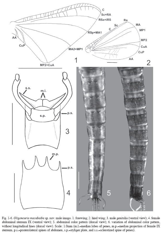 Hind wings with cross veins basally on C and Sc area and R1 and R3 area