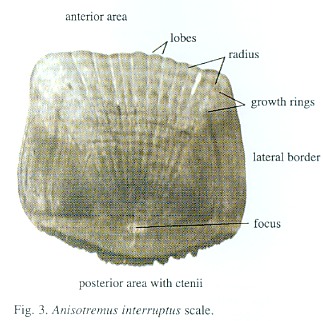 Age determination of Anisotremus interruptus (Perciformes