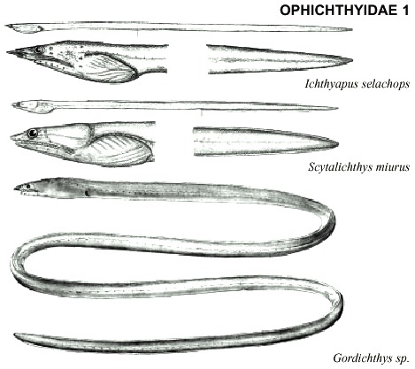 Oliphante Accipicchia Gioco Di Carte Per Famiglie 2-5 Giocatori - Destrezza E Divertimento Per Serate Con Amici