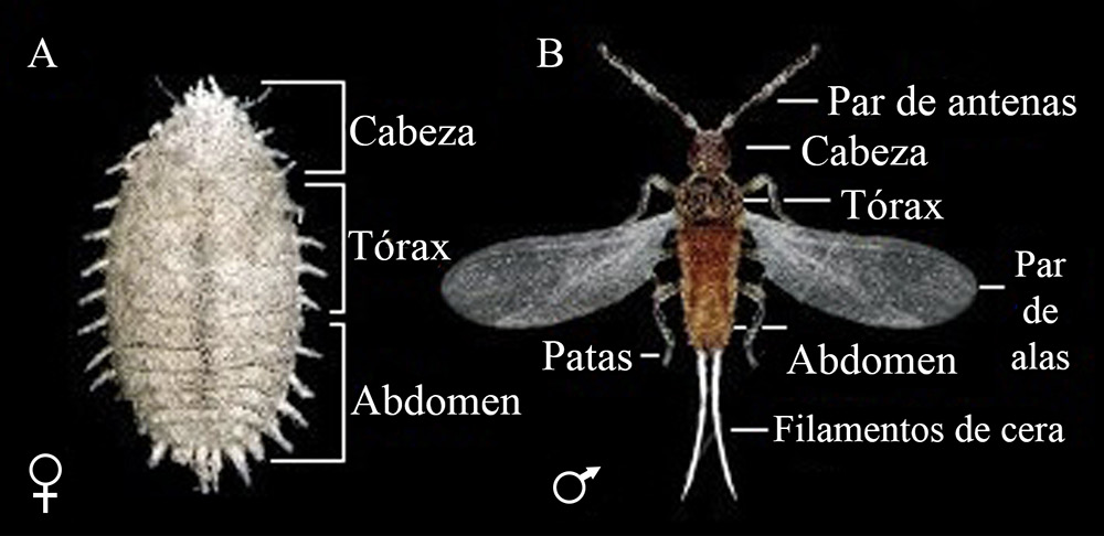 Las cochinillas harinosas (Hemiptera: Pseudococcidae) y su impacto ...