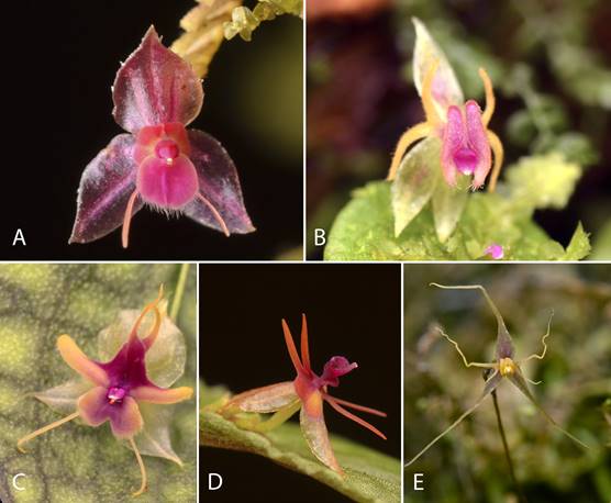 Lepanthes ejecta Luer & Hirtz 1987 レパンテス Lepanthes ejecta - orchidroots