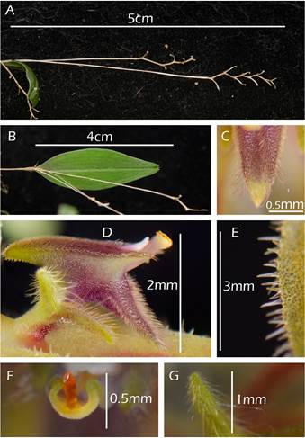 A new and showy species of lepanthes (orchidaceae