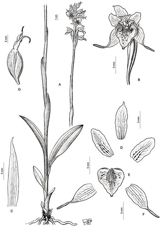 原種ラン図鑑 Species Orchidacearum Amazon.co.jp: 原種ラン図鑑 Species Orchidacearum 1解説編 Texts 2