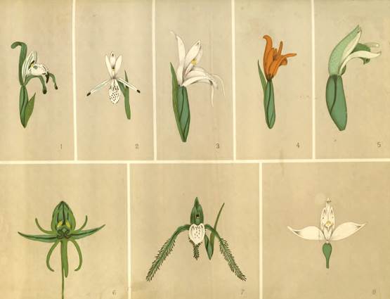 Orchids of the Southern Cone (1830-2000) - Part III. Karl