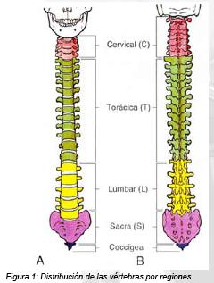 Anatomía y exploración física de la columna cervical y torácica