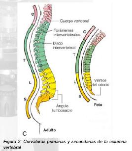 Anatomía y exploración física de la columna cervical y torácica