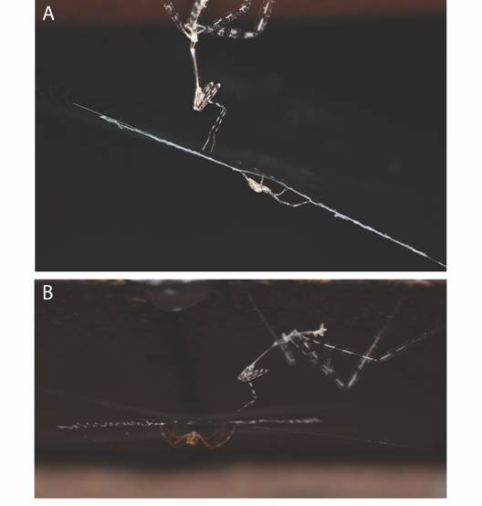 Six Surprising Facts About Spiderwebs - JSTOR Daily