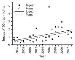 Two decades of jaguar and puma (Carnivora: Felidae) activity in lowland ...
